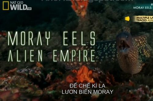 KH056 - Document - Moray Eels - Alien Empire (4.8G)